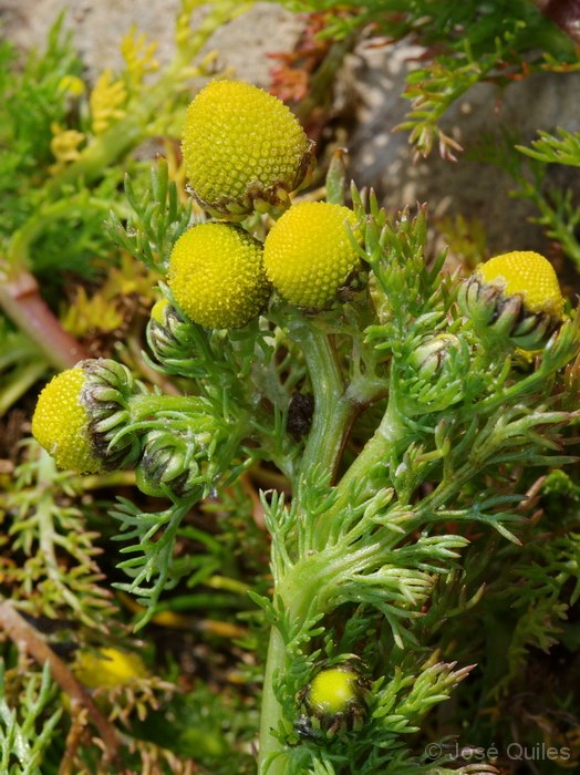 ماتریکاریا اورآ - معرفی و خواص گیاهان دارویی